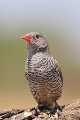 Read Online Melba Finch Journal: 150 Page Lined Notebook/Diary -  | ePub