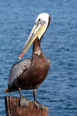 Download Brown Pelican Journal: 150 Page Lined Notebook/Diary -  file in ePub