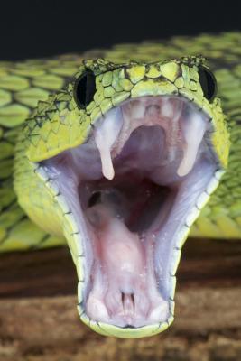 Download Attack of the Great Lakes Bush Viper (Atheris Nitschei) Journal: 150 Page Lined Notebook/Diary -  file in ePub