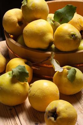 Read The Quince Journal: 150 Page Lined Notebook/Diary -  | ePub