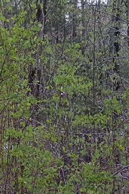 Full Download Journal Forest First Spring Leaves: (Notebook, Diary, Blank Book) -  file in PDF