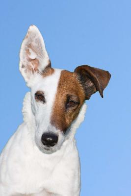 Download The Smooth Fox Terrier Dog Journal: 150 Page Lined Notebook/Diary -  file in ePub