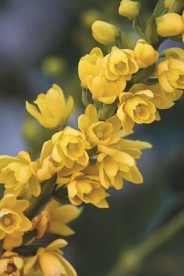 Read Online Oregon State Flower - Oregon Grape Journal: 150 Page Lined Notebook/Diary -  file in ePub