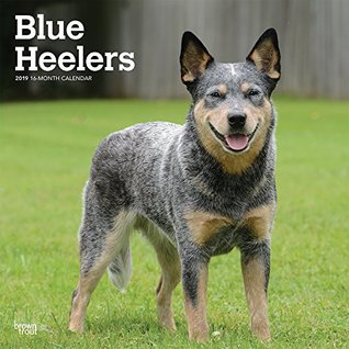 Full Download Blue Heelers 2019 12 x 12 Inch Monthly Square Wall Calendar, Animals Dog Breeds (Multilingual Edition) -  file in PDF